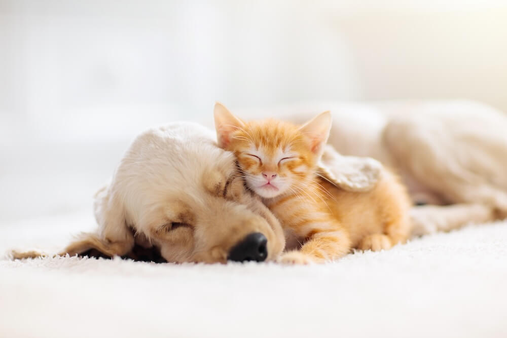 Glastonbury puppies kittens